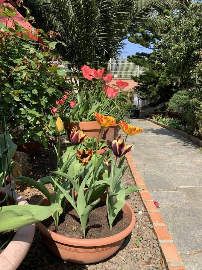 Resort Dependance Di Villa Rosa Maria Савона Екстериор снимка